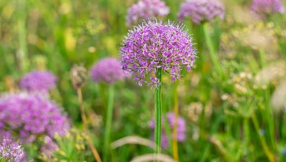 Wild leek flowers blossom in SW China's Guizhou 	 	 Despite being sandwiched between the summer vacation and the upcoming National Day holiday, the Mid-Autumn Festival has seen a surge in travel bookings, surpassing previous three-day breaks this year, according to reports from various online travel platforms.